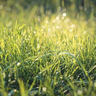 Darey Brands Gras Water 